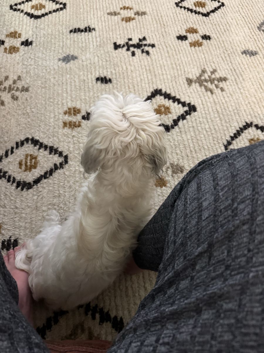 Coton de Tulear young male