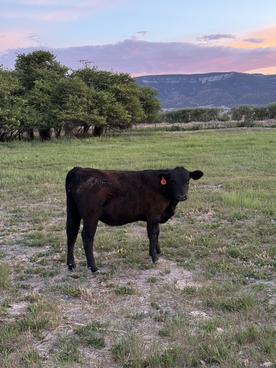 Black Angus Heifer