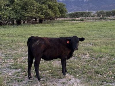Black Angus Heifer