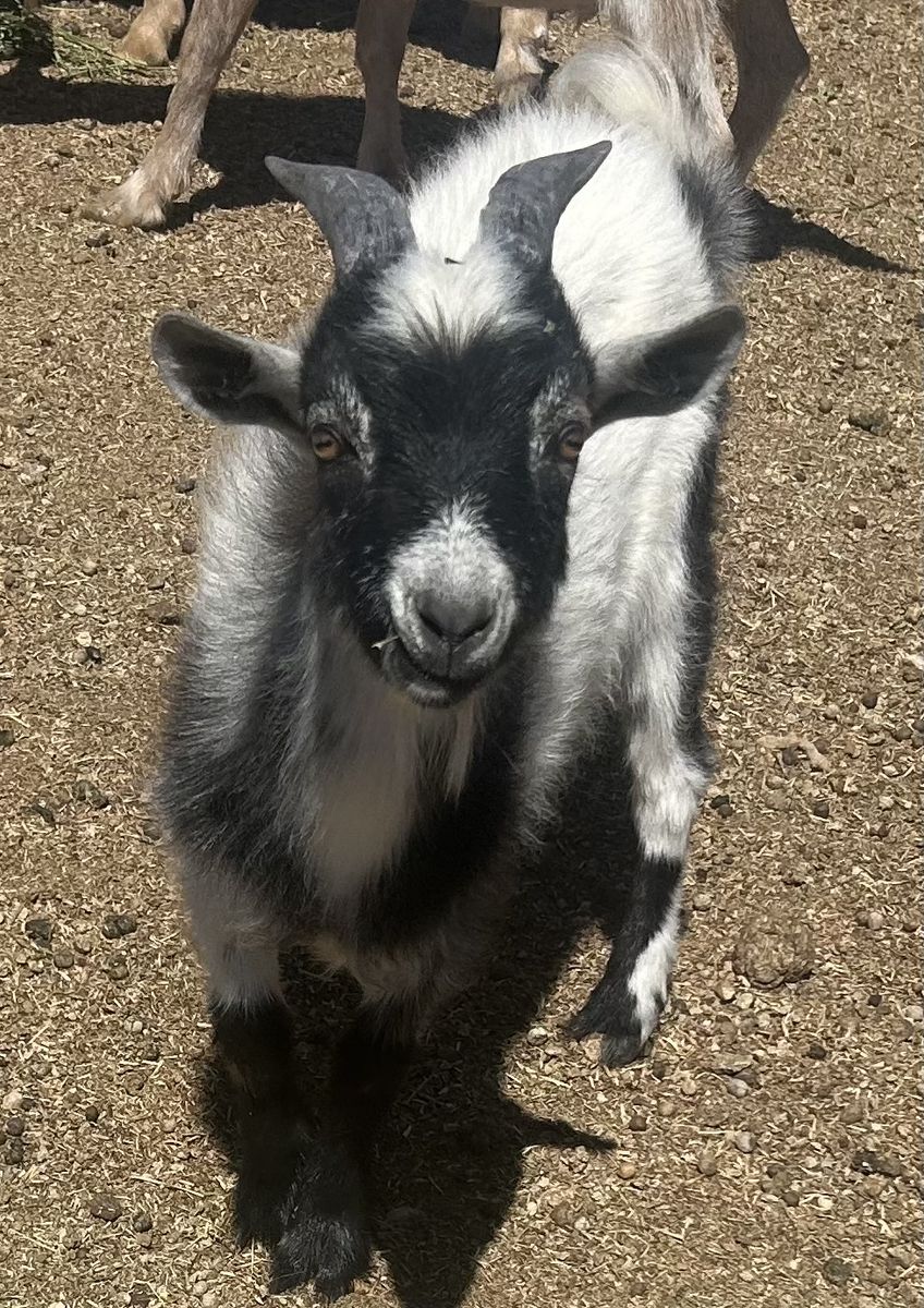 Young pygmy Billy