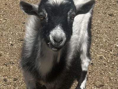 Young pygmy Billy