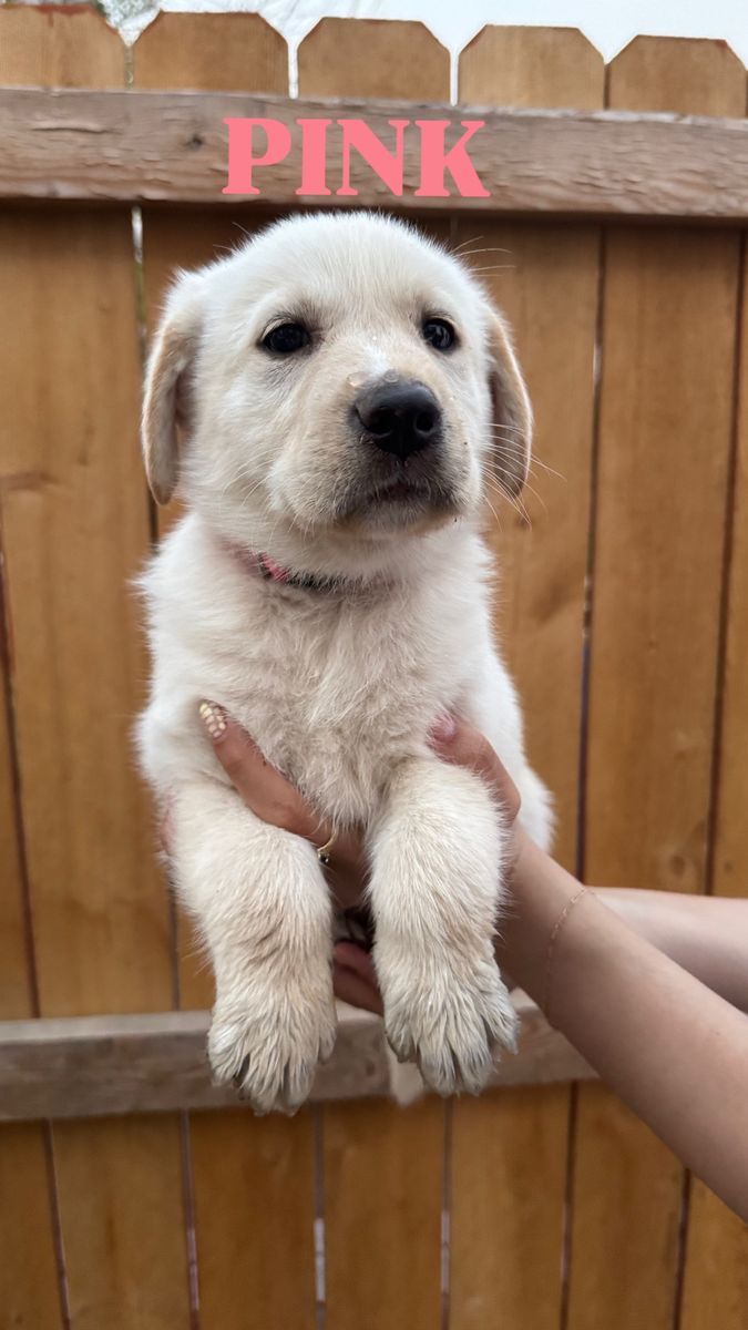 Lab mix puppies