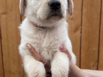 Lab mix puppies