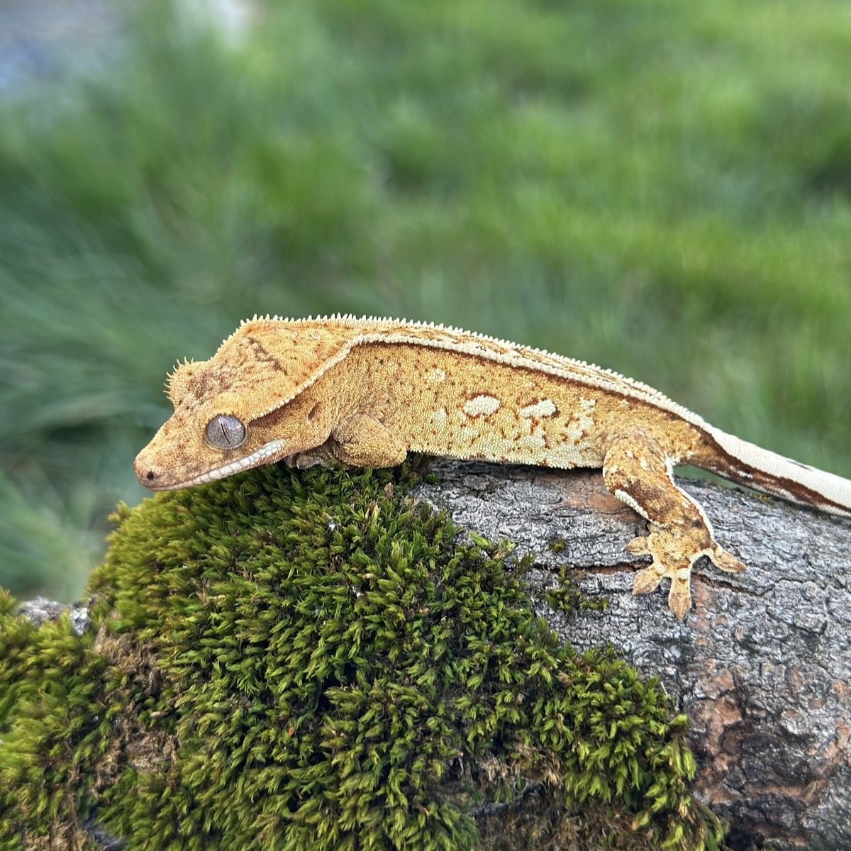 Yellow Pinstripe Possible Female