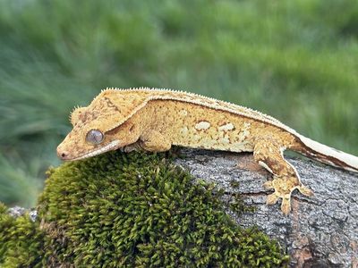 Yellow Pinstripe Possible Female