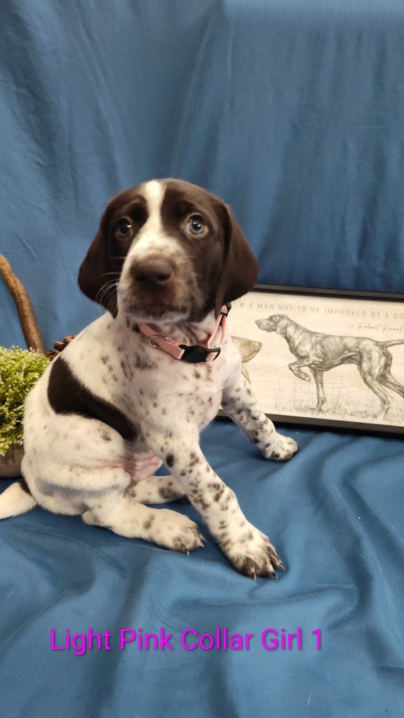 German Shorthaired Pointer Puppies GSP