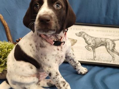 German Shorthaired Pointer Puppies GSP