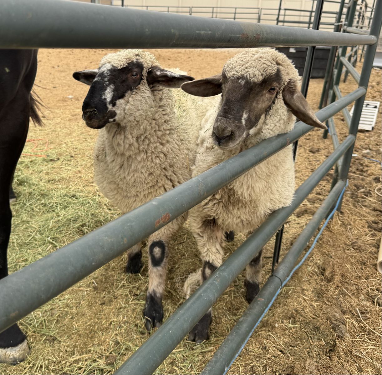 6 month old Columbia/Suffolk Ewes