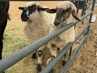 6 month old Columbia/Suffolk Ewes