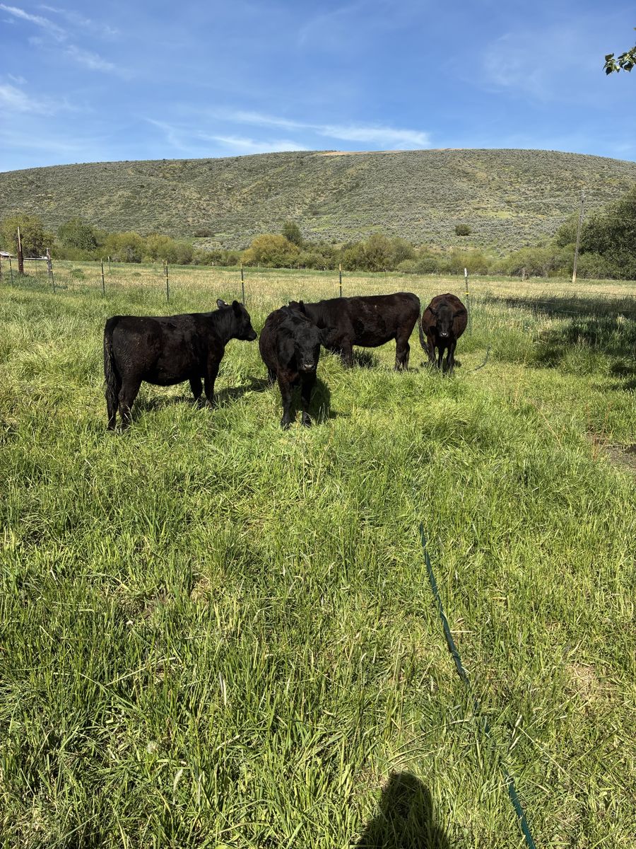 Black heifers