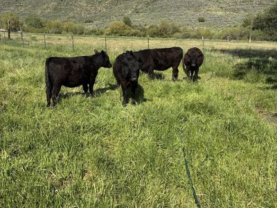 Black heifers