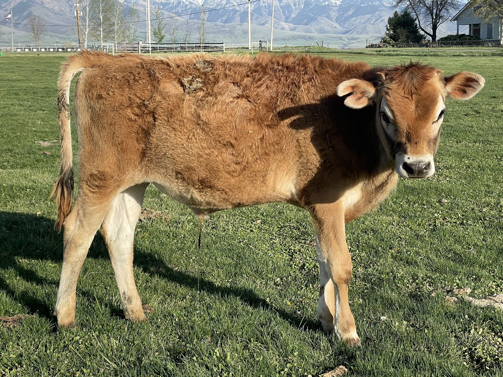 7 Month Old Jersey Steer