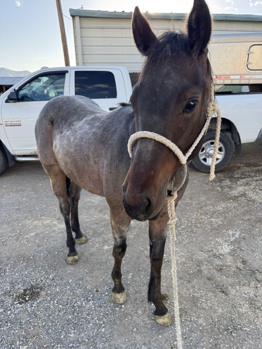 2024 AQHA  bay roan mare