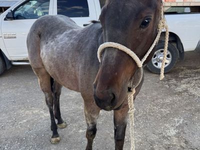 2024 AQHA bay roan mare