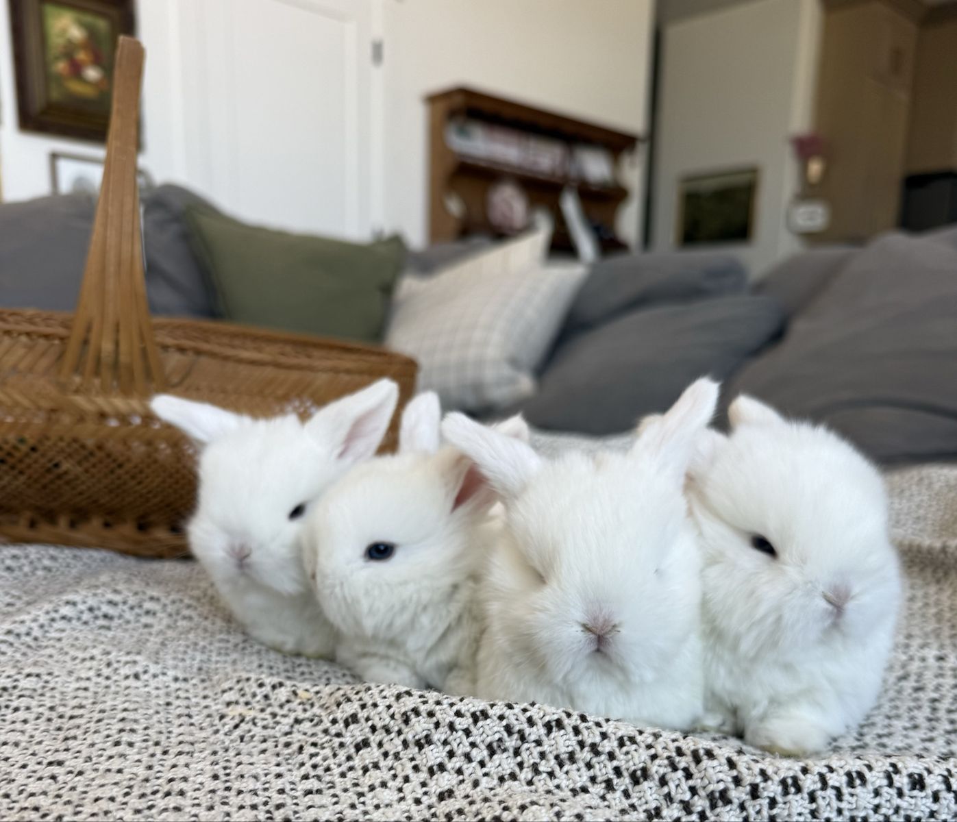 BEW PUREBRED HOLLAND LOPS
