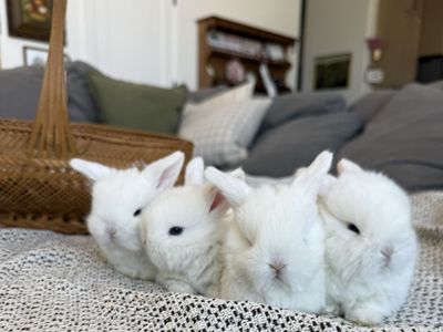 BEW PUREBRED HOLLAND LOPS