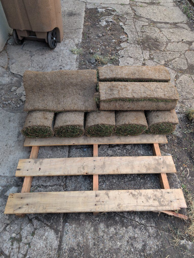 Fresh Sod Rolls - Instant Lawn Solution, Ready to Install ~ cut yesterday