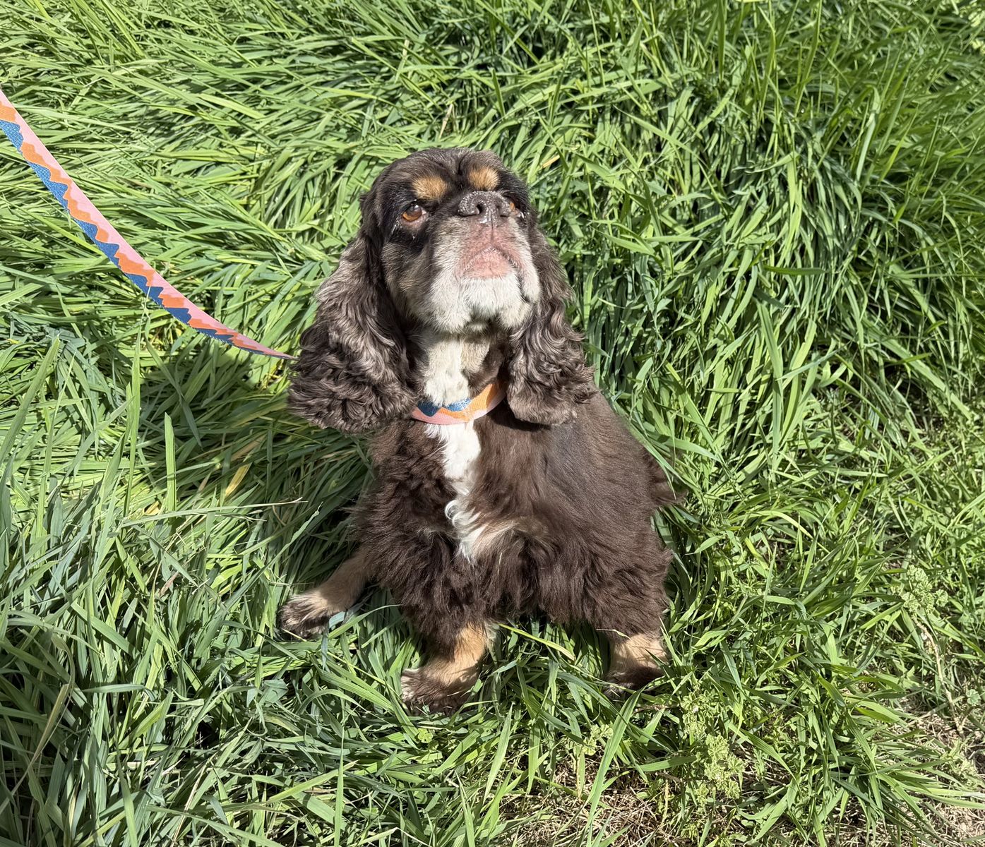 Chocolate cocker spaniel girl - free to good home | Dogs | KSL Classifieds