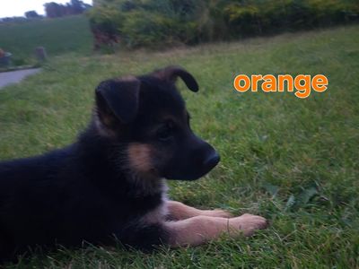 German shepherd puppies
