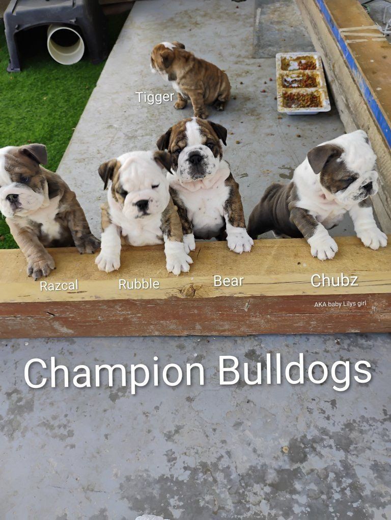 AKC English Champion Bulldog Puppy