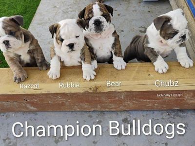 AKC English Champion Bulldog Puppy