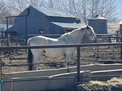 Appaloosa stallion