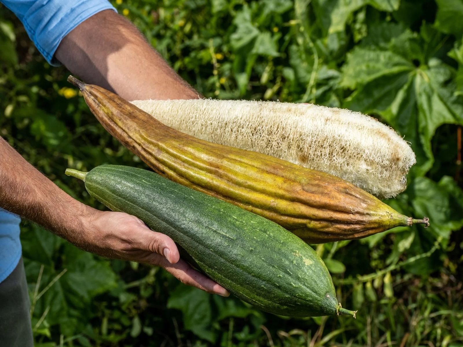 Luffa Loofah Sponge Gourd Seeds (12)