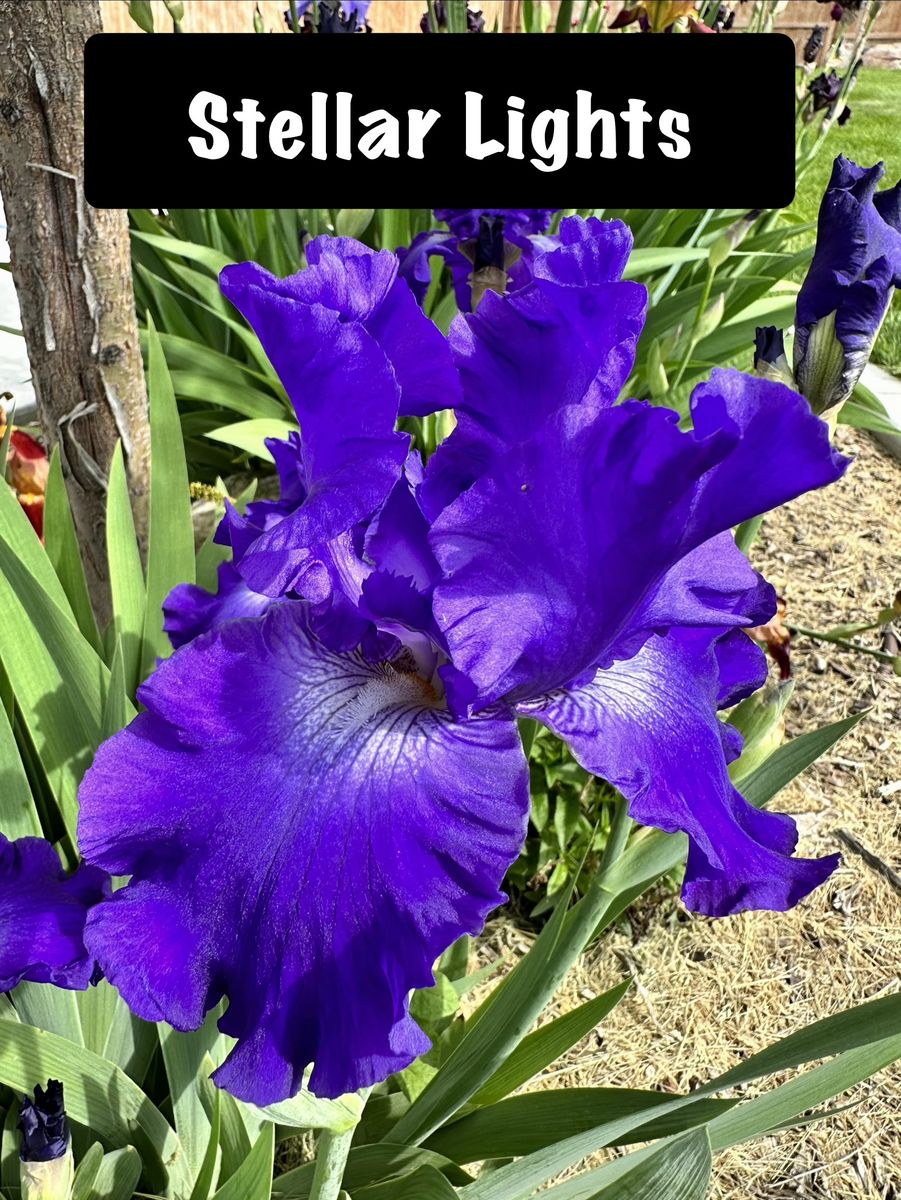 Iris Starts