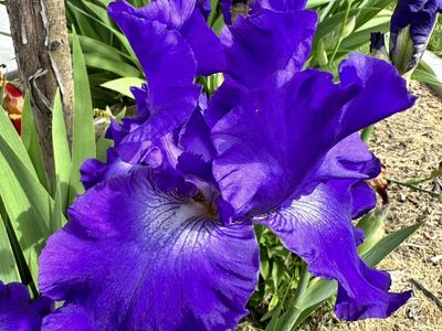 Iris Starts