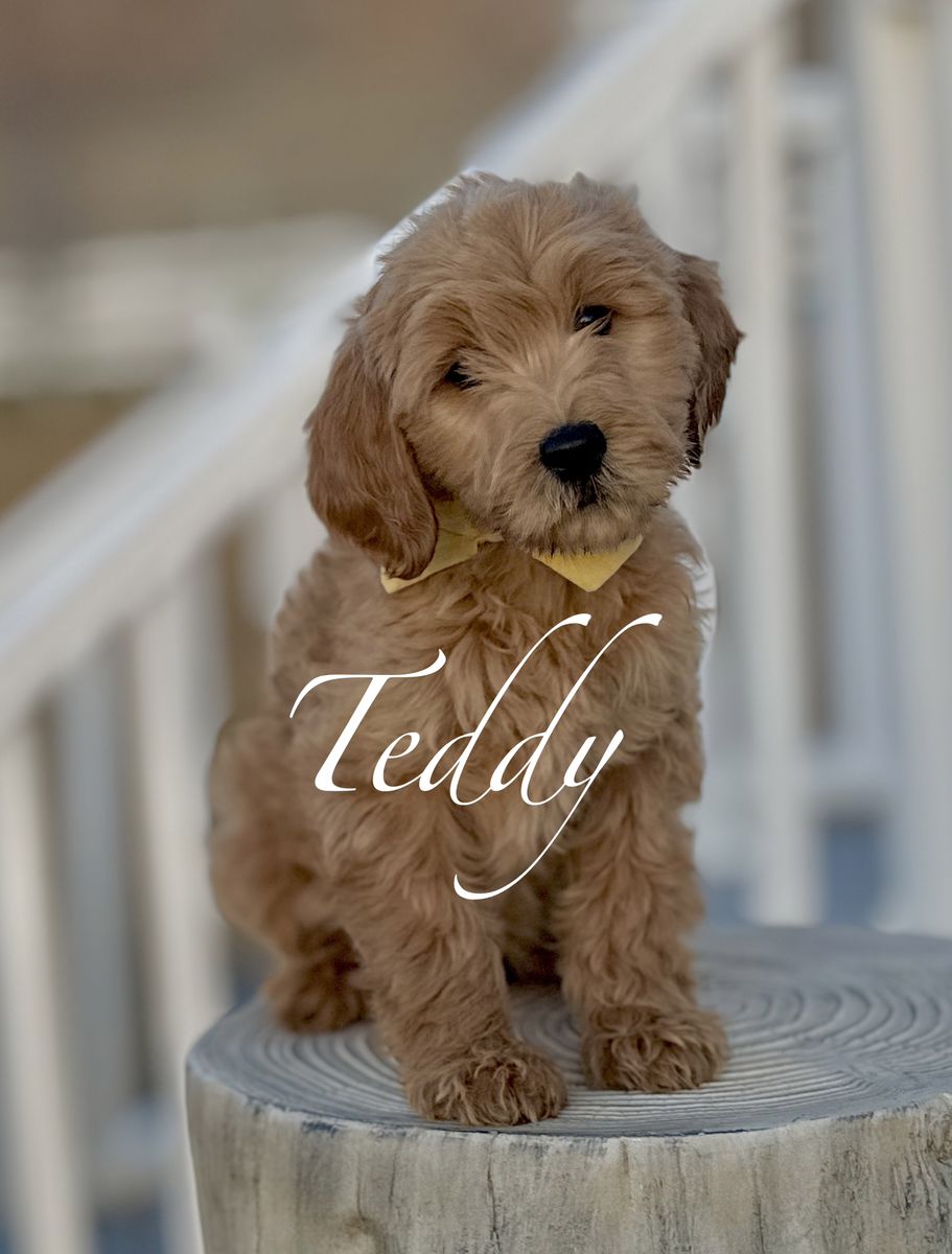 🧸 Goldendoodle Puppies Golden Doodle Now!