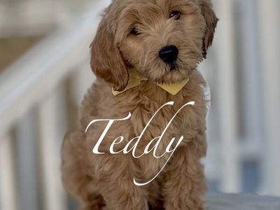 🧸 Goldendoodle Puppies Golden Doodle Now!