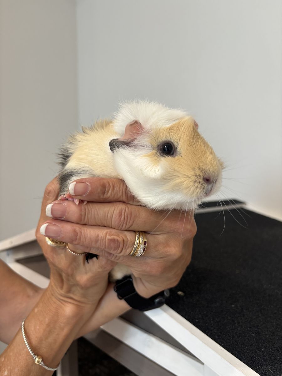 2 female guinea pigs with habitat included