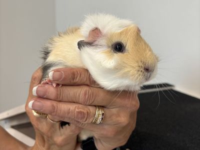 2 female guinea pigs with habitat included