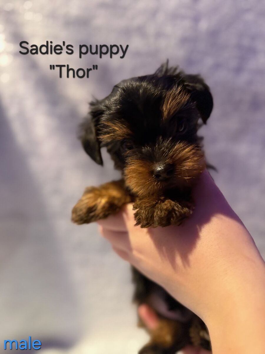 Teacup Yorkies