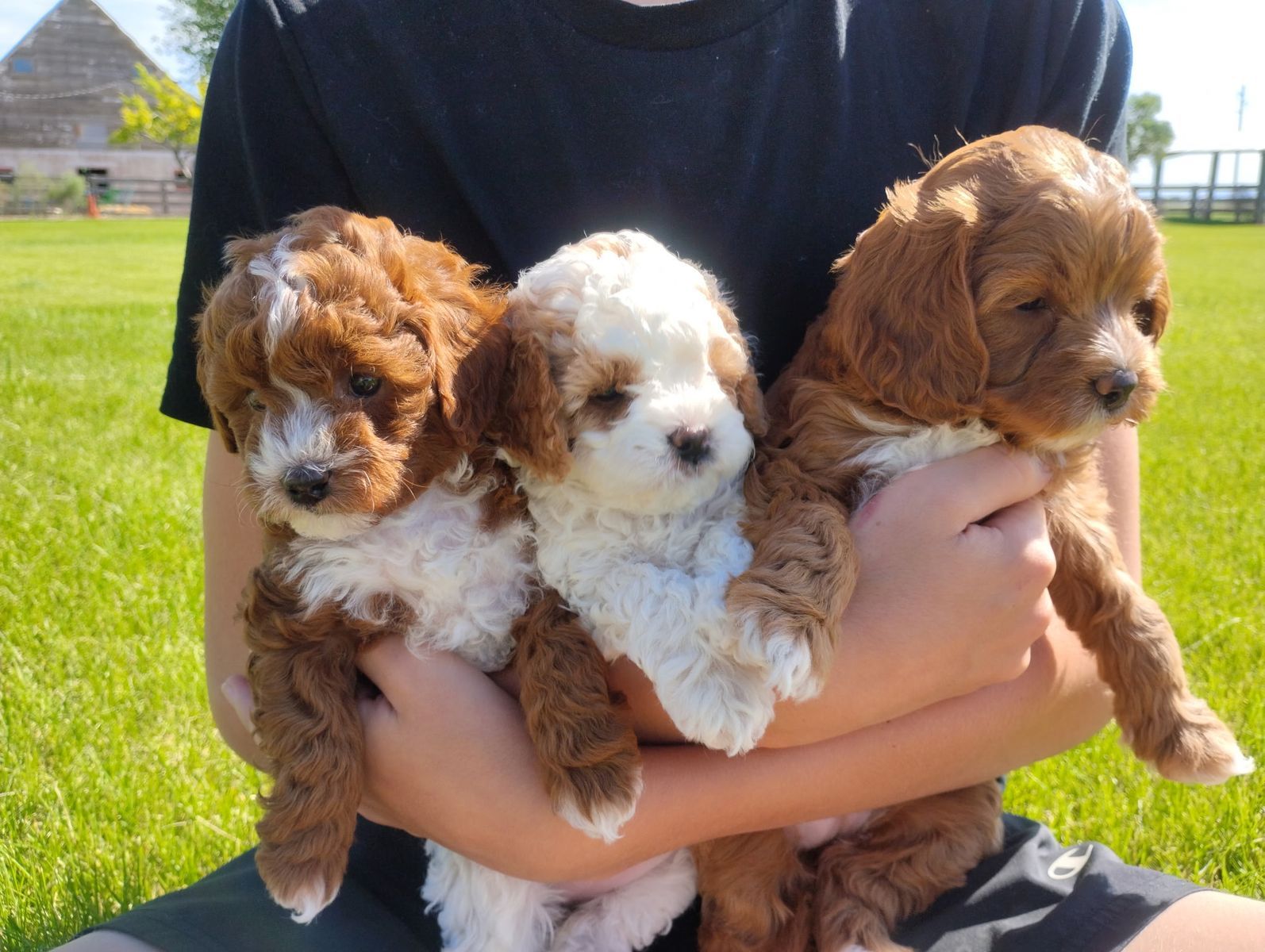 Adorable F1B Cavapoo Puppies