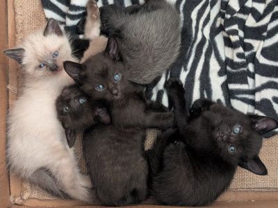Siamese Kittens