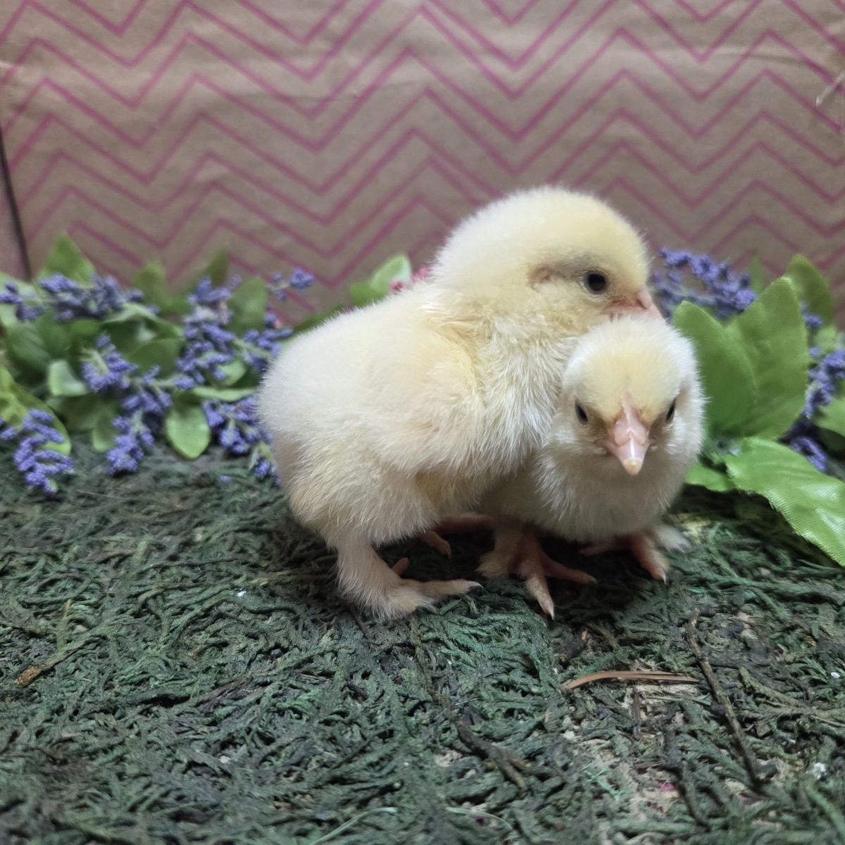 Bantam Cochin Chicks