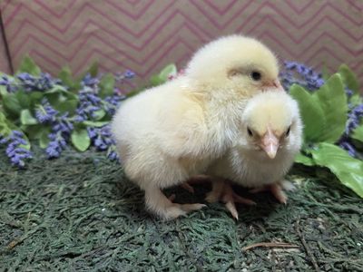 Bantam Cochin Chicks