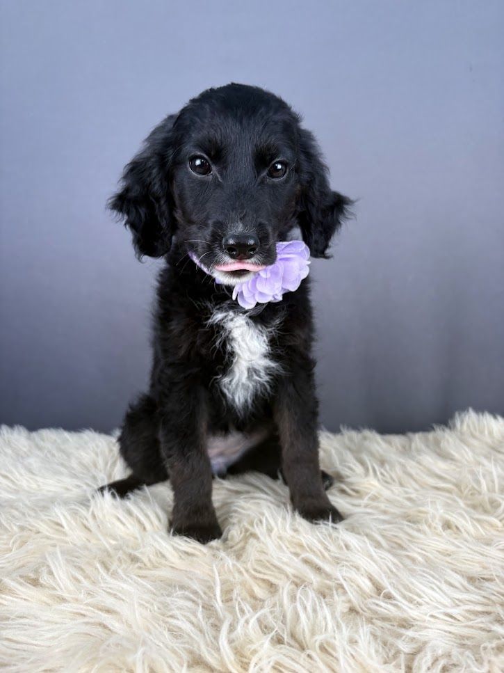Star - Black Mini Goldendoodle Puppy (Female)