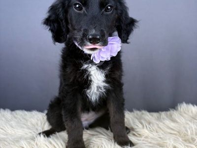 Star - Black Mini Goldendoodle Puppy (Female)