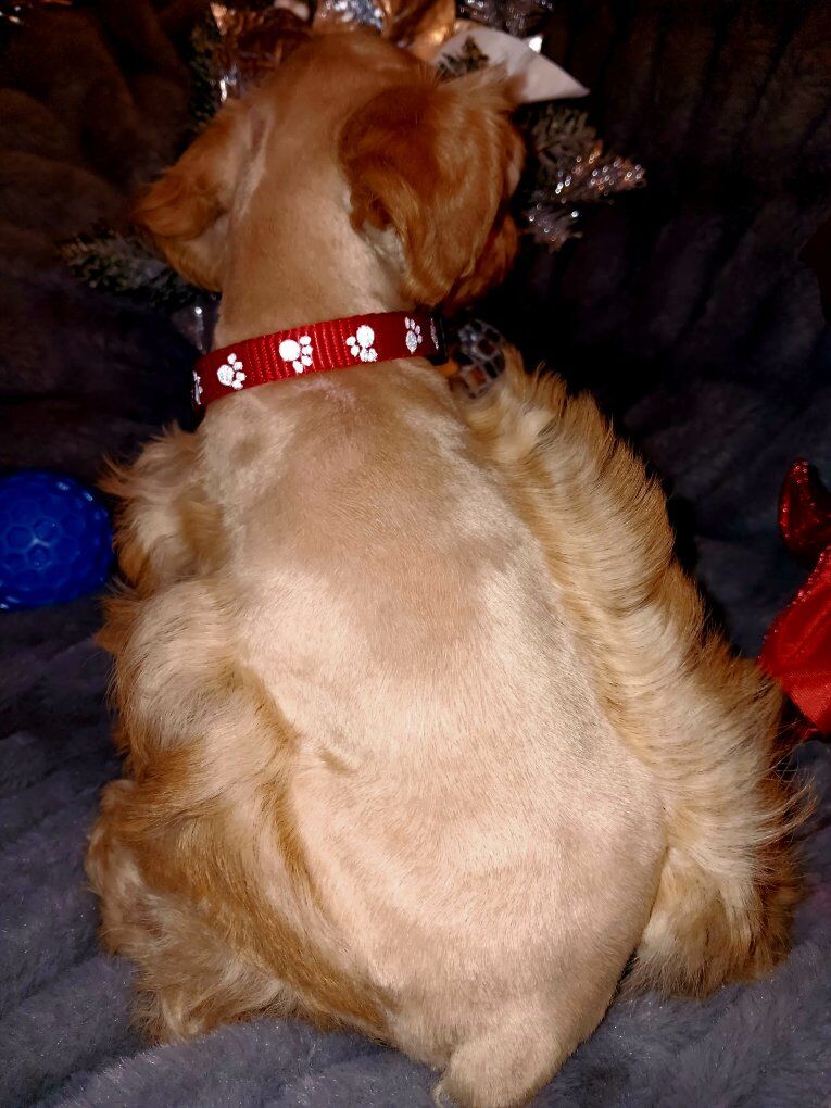 Miniature Schnauzer Mr Red