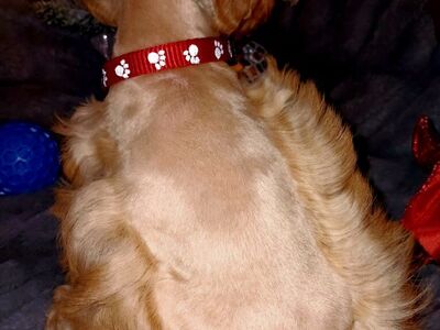 Miniature Schnauzer Mr Red