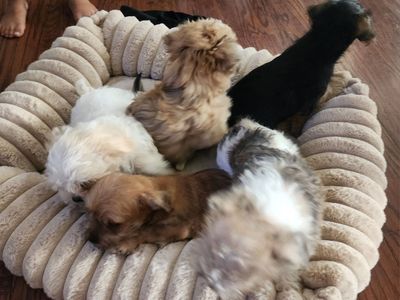 Adorable Mixed Breed Puppies - Ready for Loving Homes!