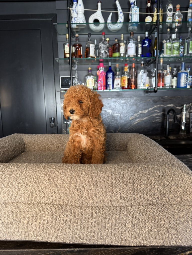 Darling Akc Toy Poodle Puppies 1 Girl 1 Boy