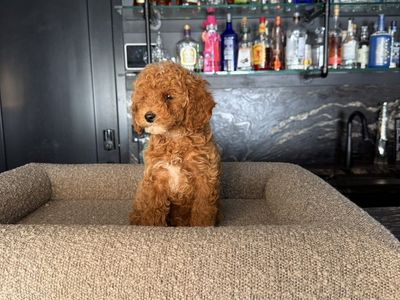 Darling Akc Toy Poodle Puppies 1 Girl 1 Boy