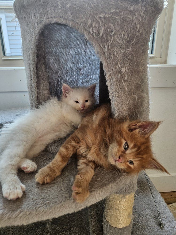 Orange Maine Coon Kitten