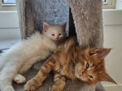 Orange Maine Coon Kitten