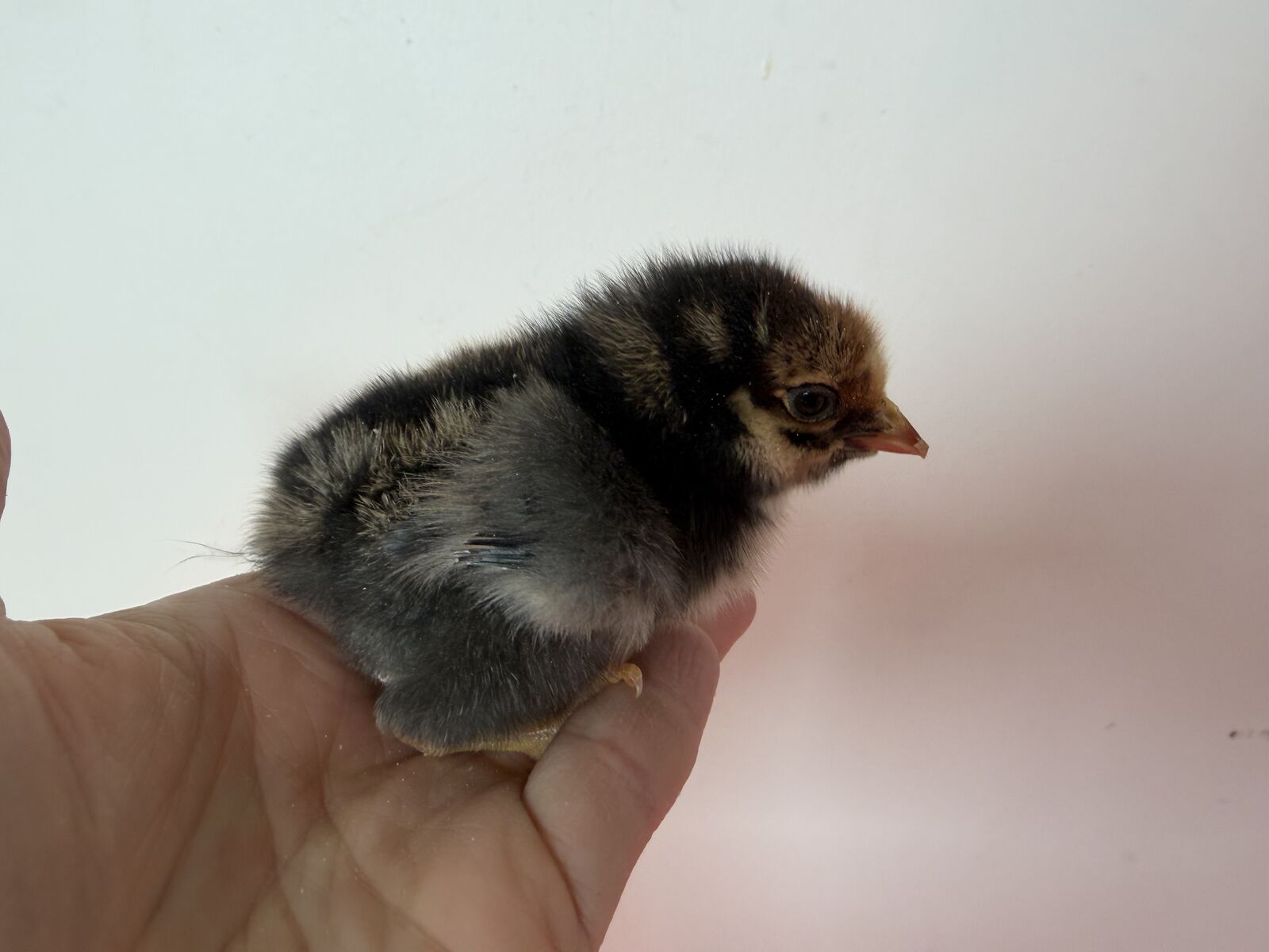 Blue laced red Wyandotte  chick female hen pullet