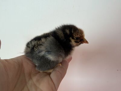 Blue laced red Wyandotte chick female hen pullet