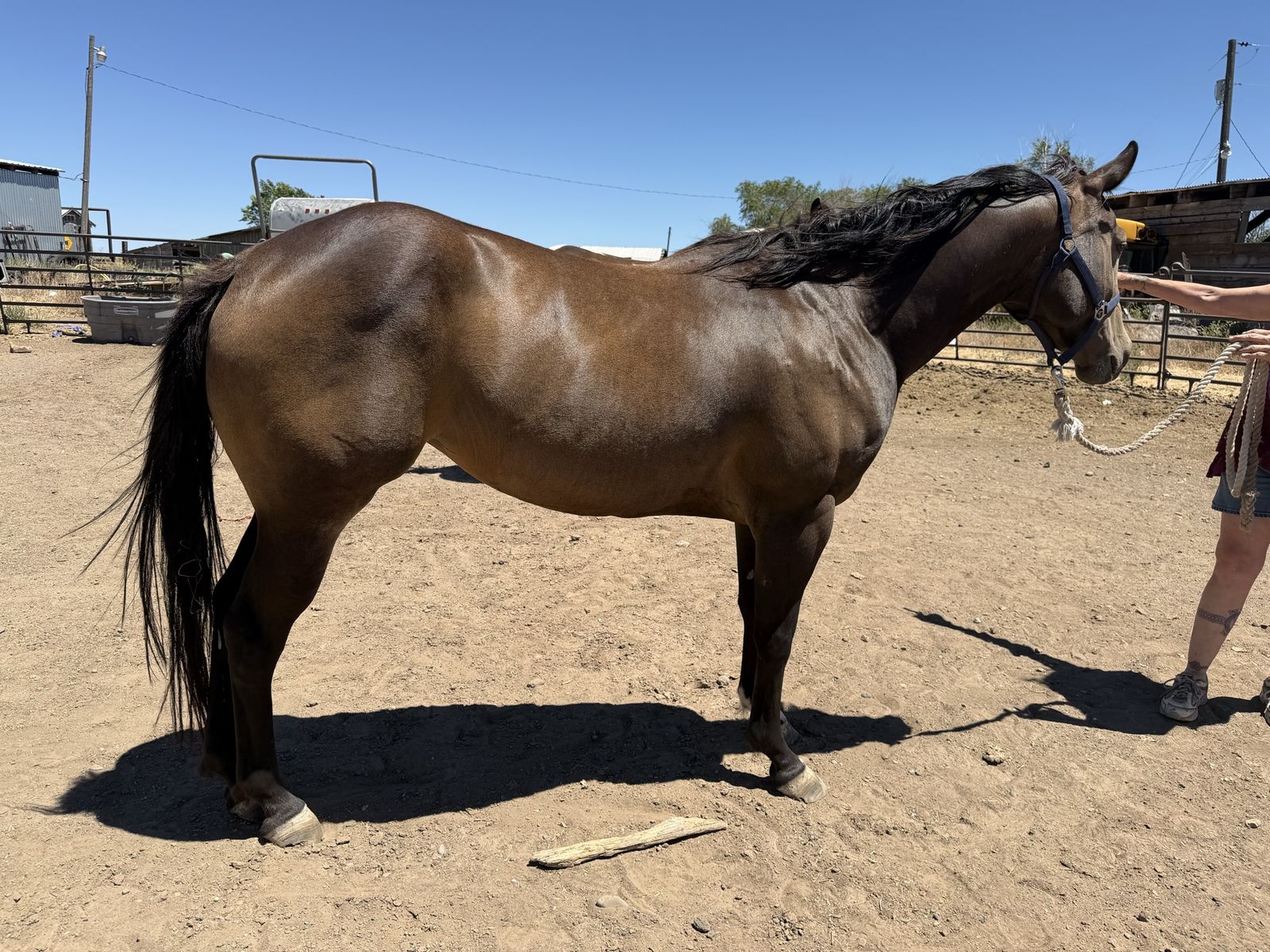 22’ papered paint Bucksin mare
